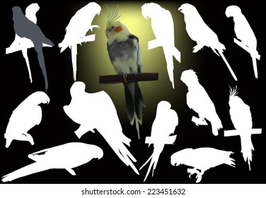illustration with parrots isolated on black background