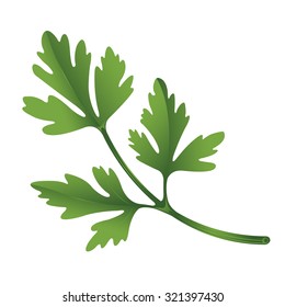 Illustration of parsley on white background.
