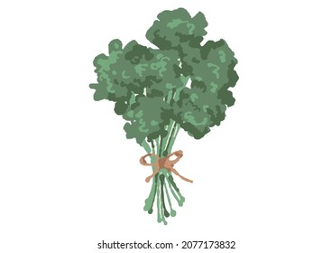 Illustration of parsley with a rough and warm touch
