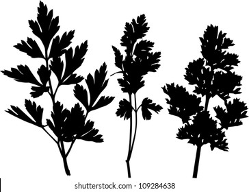 illustration with parsley silhouettes isolated on white background