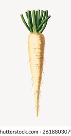 Illustration of a parsnip with green leaves. Parsnip vegetable with detailed texture. Parsnip on a white background. Parsnip root with leafy top. Vintage food illustration vector.