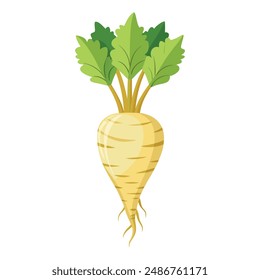 Illustration of parsnip root Isolated