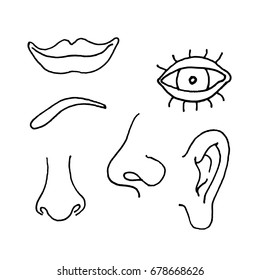 Illustration of parts of a human face