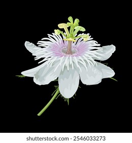 Ilustración de la flor de Passiflora foetida aislada sobre fondo oscuro, también llamada flor apestosa de la pasión, maracuja salvaje, fruta de la pasión del arbusto, limón salvaje del agua, y flor de piedra.