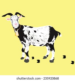 an illustration of a patchy goat, with a  bell around her neck and foot print behind