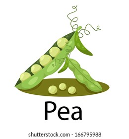 Illustration of pea 