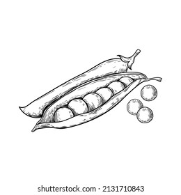 illustration pea food flora black and white