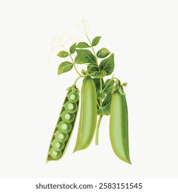 Illustration of a pea plant with green pea pods. Pea pods hanging from the plant plant with lush green leaves pods and plant in detailed artwork. Vintage vegetable illustration vector.