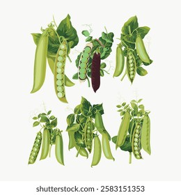 Illustration of pea plants with green pods and leaves. Pea pods and leaves are detailed. Pea plants are shown in various stages of growth with green pods. Vintage vegetable illustration vector.