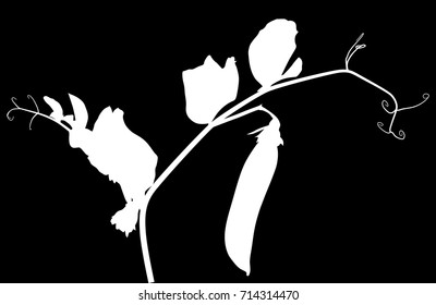 illustration with pea stem silhouette isolated on black background