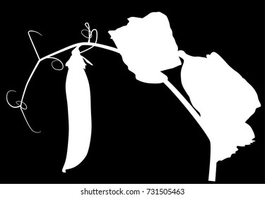 illustration with pea stem silhouette isolated on black background
