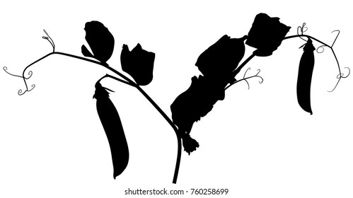 illustration with pea stem silhouette isolated on white background