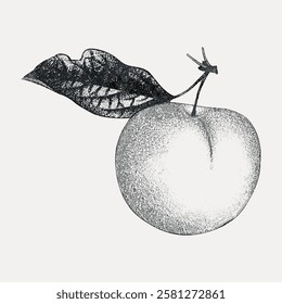 Illustration of a peach with a leaf. Black and white peach drawing. Detailed leaf and peach. Artistic peach and leaf sketch.