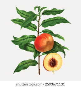 Illustration of a peach tree branch with lush green leaves and ripe peaches. The peach is whole and sliced, showing its juicy interior and pit. Vintage fruit illustrations isolated on white, vector.