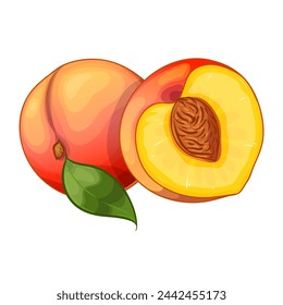 Illustration of peach, whole and half, vector illustration isolated on white background, eps10