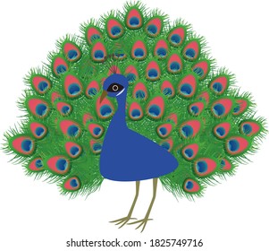 Illustration of a peacock with cute wings spread