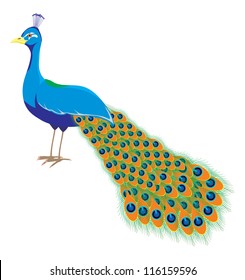 An illustration peacock and long tail