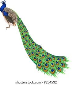 An illustration of a peacock with long tail