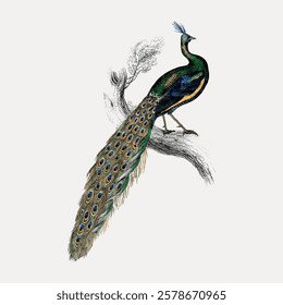 Illustration of a peacock perched on a branch. Peacock's vibrant feathers displayed. Detailed peacock art with colorful plumage. Peacock in nature scene. Vintage bird illustration vector.