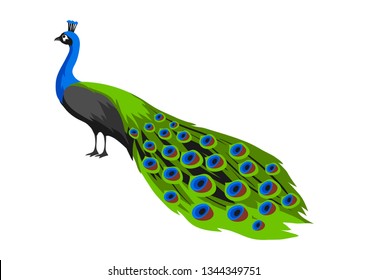 Illustration of peacock. Tropical exotic bird isolated on white background.