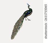 Illustration of a peacock with vibrant feathers. Peacock with long, colorful tail. Elegant peacock, showcasing its beautiful plumage. Peacock in detailed artwork. Vintage bird illustration vector.