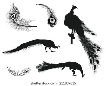 illustration with peacocks and feathers silhouettes isolated on white background