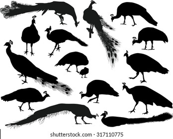 illustration with peacocks silhouettes isolated on white background