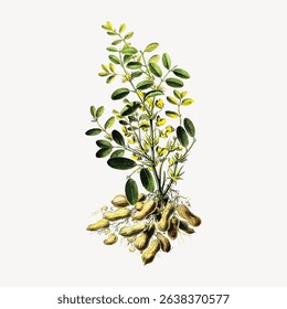 Illustration of a peanut plant with green leaves and roots. Detailed drawing of peanuts and foliage. Botanical art of a peanut plant with roots and leaves. Vintage flower illustration vector.