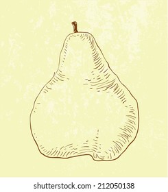 illustration of Pear fruit - vintage hand drawn