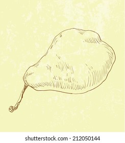 illustration of Pear fruit - vintage hand drawn
