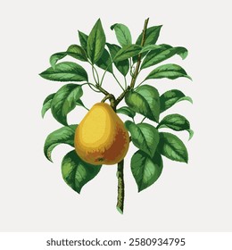 Illustration of a pear on a branch with green leaves. Pear and leaves in a natural setting. Detailed pear and leaf artwork. Pear and leaves in harmony. Vintage fruit illustrations isolated, vector.