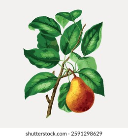 Illustration of a pear on a branch with green leaves. The pear is ripe, with a red and yellow hue. Detailed leaves and pear create a natural, botanical feel. Vintage fruit illustration vector.