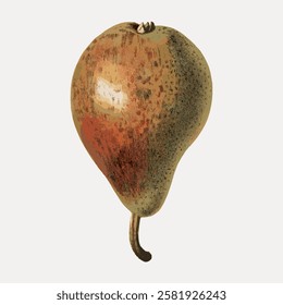 Illustration of a pear with a rustic look. The pear's earthy tones and vintage style create a classic, artistic feel. Pear illustration, rustic and vintage. Vintage fruit illustrations vector.