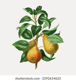 Illustration of a pear tree branch with green leaves and two ripe pears. Pears and leaves are detailed, showcasing vibrant colors and natural textures. Vintage fruit illustration vector.