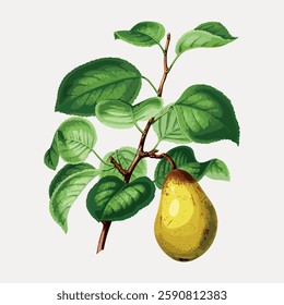 Illustration of a pear tree branch with lush green leaves and a ripe pear. The pear tree branch is detailed, showcasing the vibrant leaves and fruit. Vintage fruit illustration vector.