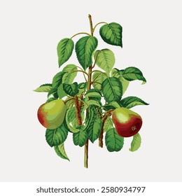 Illustration of a pear tree with green leaves and ripe pears. Pear tree with pears and leaves. Pears hanging on a tree. Green leaves and pears on a tree. Vintage fruit illustrations isolated, vector.