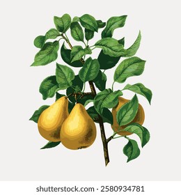 Illustration of a pear tree with leaves and yellow pears. Pears hanging from branches. Pear tree with ripe pears and lush green leaves. Pears and leaves detailed. Vintage fruit illustrations vector.