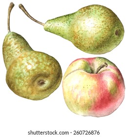 illustration with pears and apple. watercolor. hand drawn.