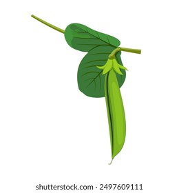Illustration of peas (Lathyrus oleraceus) on a stalk with leaves isolated on white background. flat vector