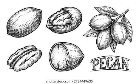 Illustration of pecan nuts in shell and without shell, whole and cracked, with leaves. Hand drawn engraving sketch style