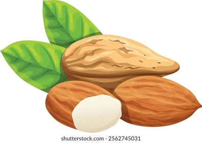 illustration peeled and whole almonds isolated on white background