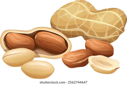 illustration peeled and whole peanuts isolated on white background