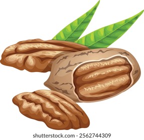 illustration peeled and whole pecans isolated on white background