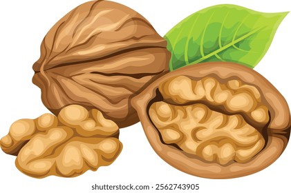 illustration of peeled and whole walnuts isolated on white background