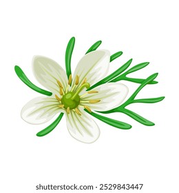 Illustration of Peganum harmala, commonly called wild rue, Syrian rue, African rue, esfand or espand, isolated on white background.