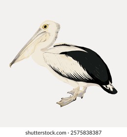 Illustration of a pelican with a long beak. The pelican is depicted in a side view. The pelican's feathers are white and black. Pelican in a minimalist style. Vintage animal illustration, vector.