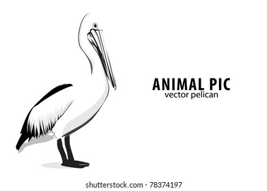 Illustration of a pelican on white