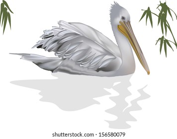 Illustration mit Pelikan und Reflexion einzeln auf weißem Hintergrund