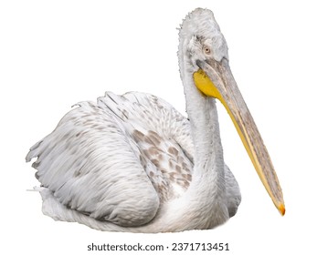 Illustration of pelicans on a white background. Wild pelican bird on white background