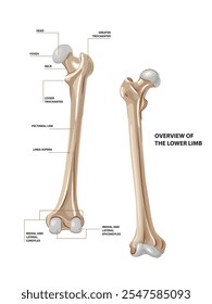 Ilustração de osso pélvico da coxa. Ilustração vetorial com classificação. Posterior e Anterior.